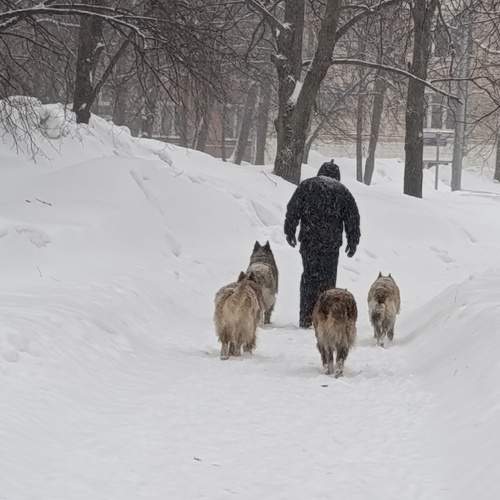 Вожак стаи