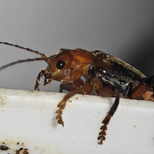 Photo #13390332