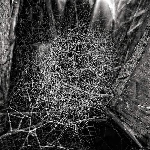 Web of Silence — Nature\'s Hidden Architecture