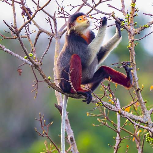 Red-shanked Douc Langur - Queen of primate