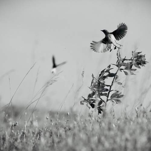 Танцы в степи