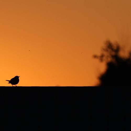 Вечерняя заря