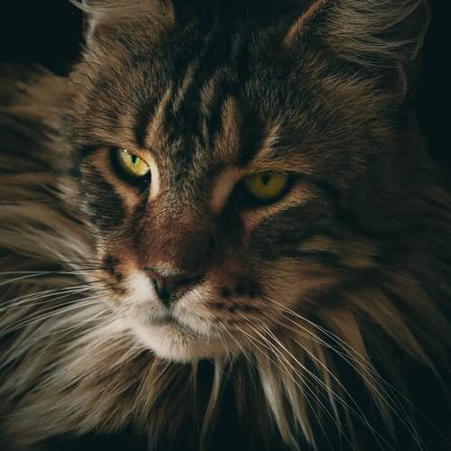 Photo #13391105