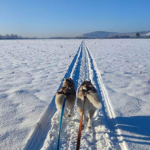 Photo #13391238