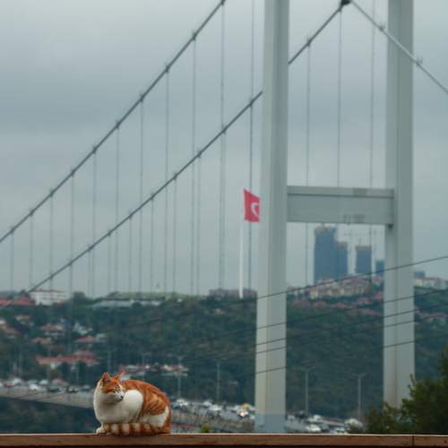 Photo #13391280
