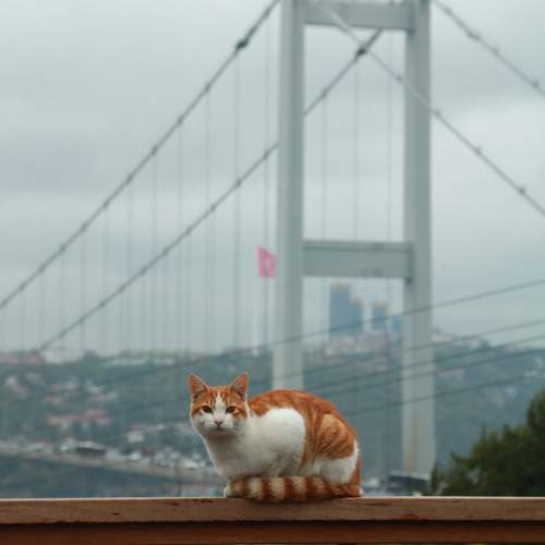 Photo #13391281