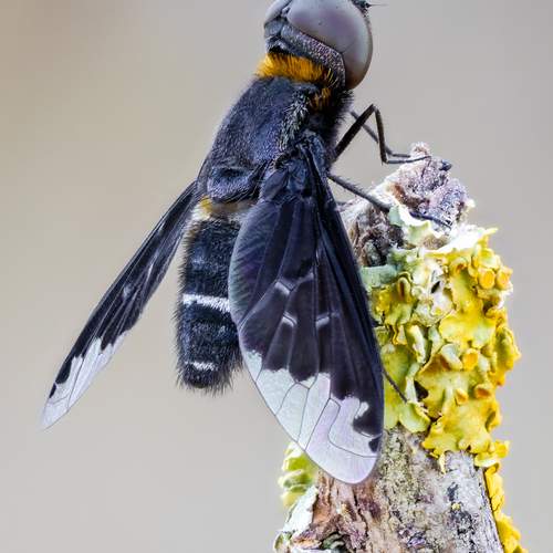 Fly.(Hemipenthes velutina).