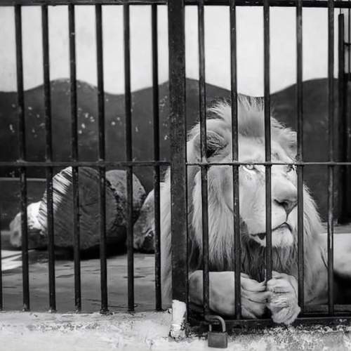 Фотография #13391451