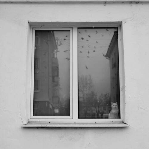 Photo #13391524
