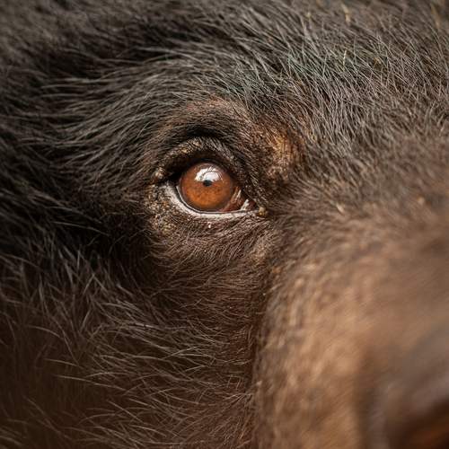 Photo #13391657