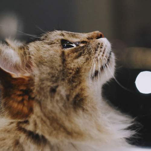 Photo #13391766