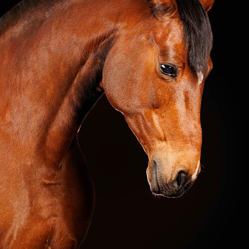 Photo #13392545
