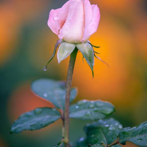Photo #13392874