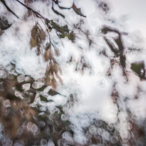 Photo #13393082