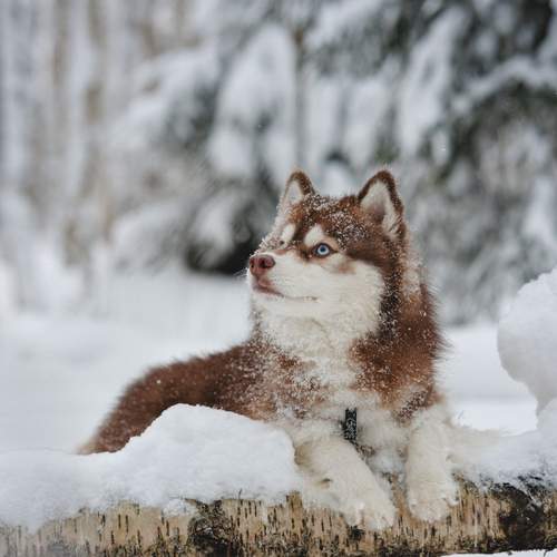 Photo #13393313