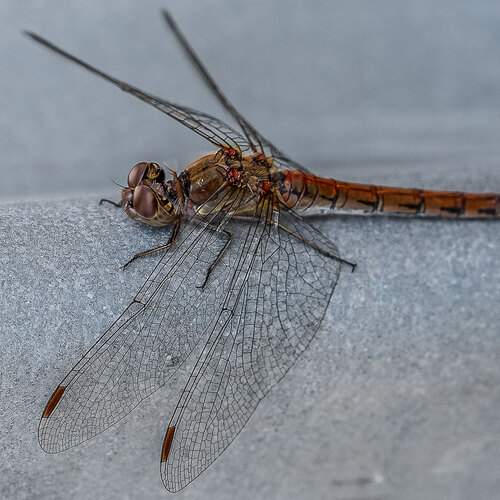 Photo #13393456