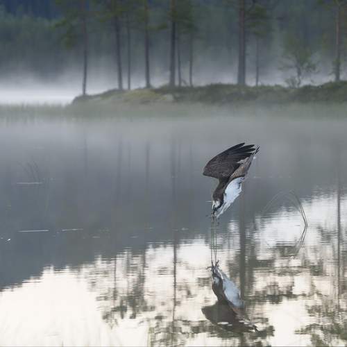 Фотография #13393543