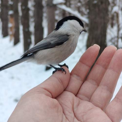 Photo #13393590
