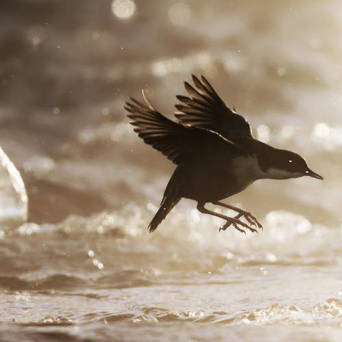 Фотография #13393612