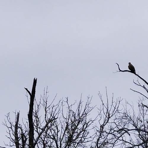 Photo #13394107