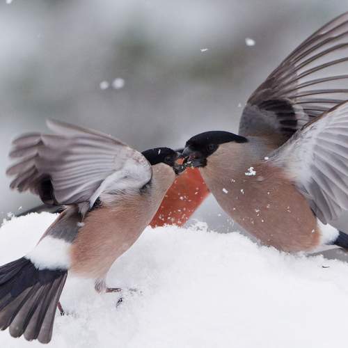 Фотография #13394393