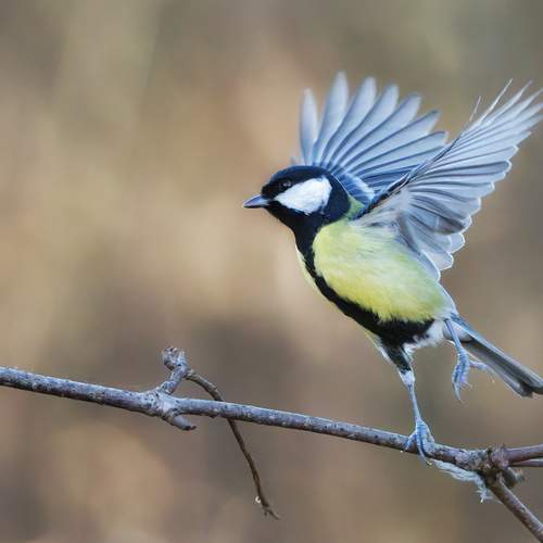 Фотография #13394434