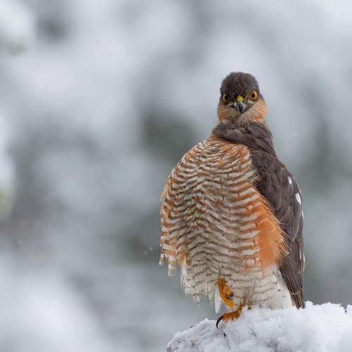 Фотография #13394518