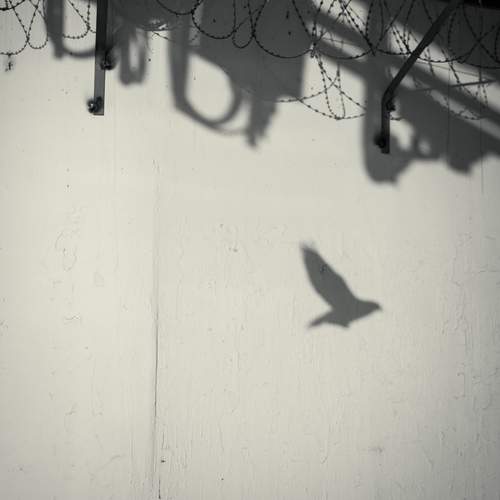 (Free) bird