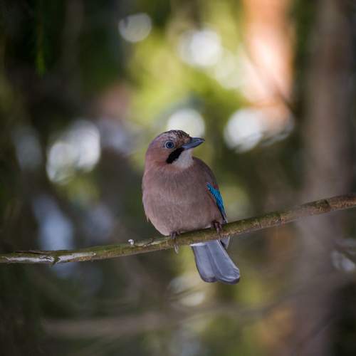 Photo #13394538