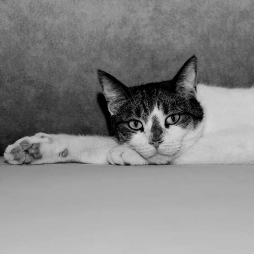 Photo #13395062