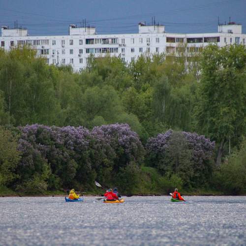 Море сирени