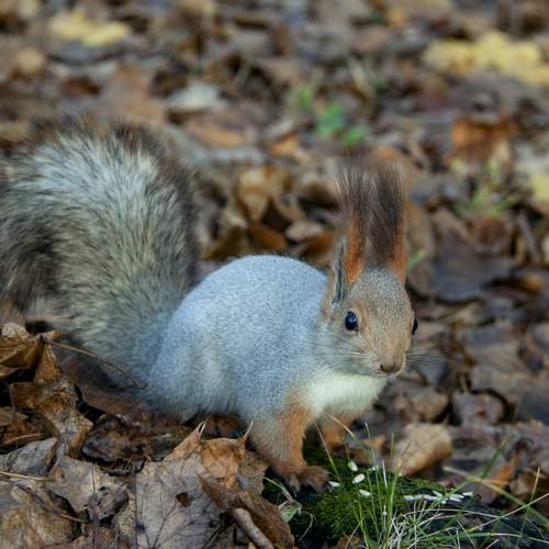 Красотка межсезонья