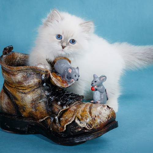 Photo #13395823