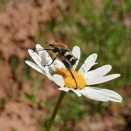 Photo #13396018