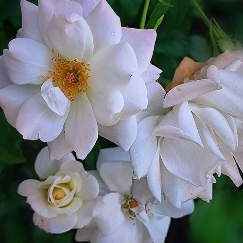 Photo #13396192