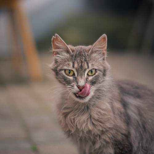 Photo #13396243