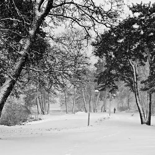 Winter Landscape