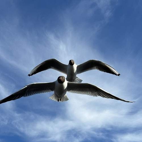 Photo #13396415