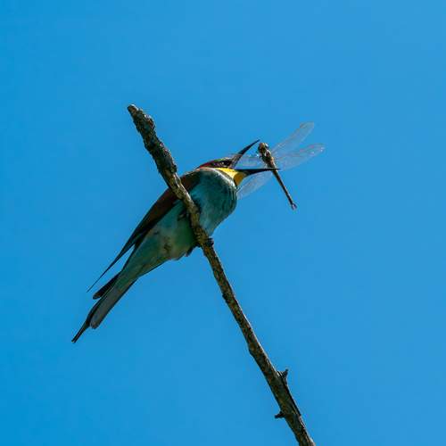 Photo #13397033