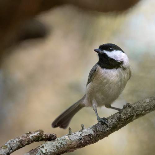 Photo #13397045