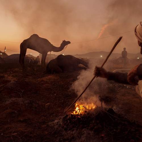 Camel herder hustle
