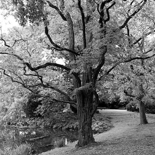 Eternal tree