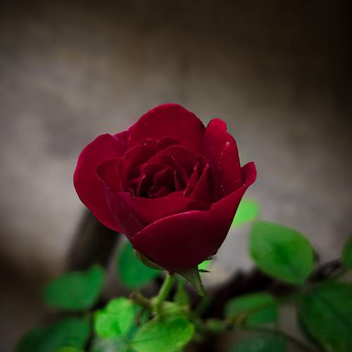 Velvet Passion”