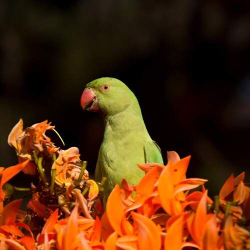 Parakeet