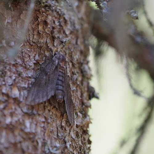 Photo #13398351