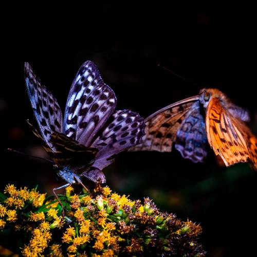 Photo #13399301