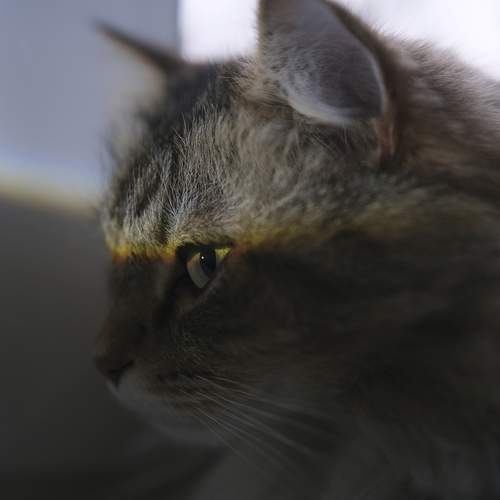 Photo #13399335