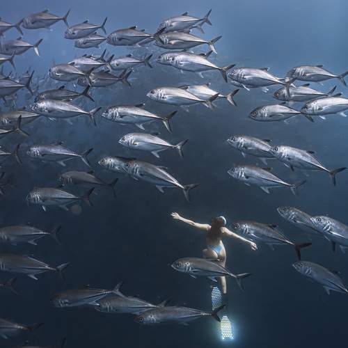 Surrounded by fish