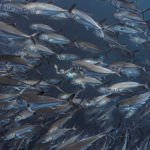 Inside the flow of fish