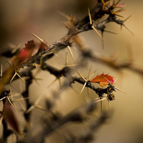 Thorny red